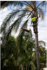 palm tree removal