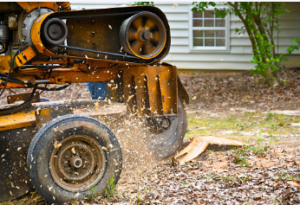 emergency stump removal Adelaide